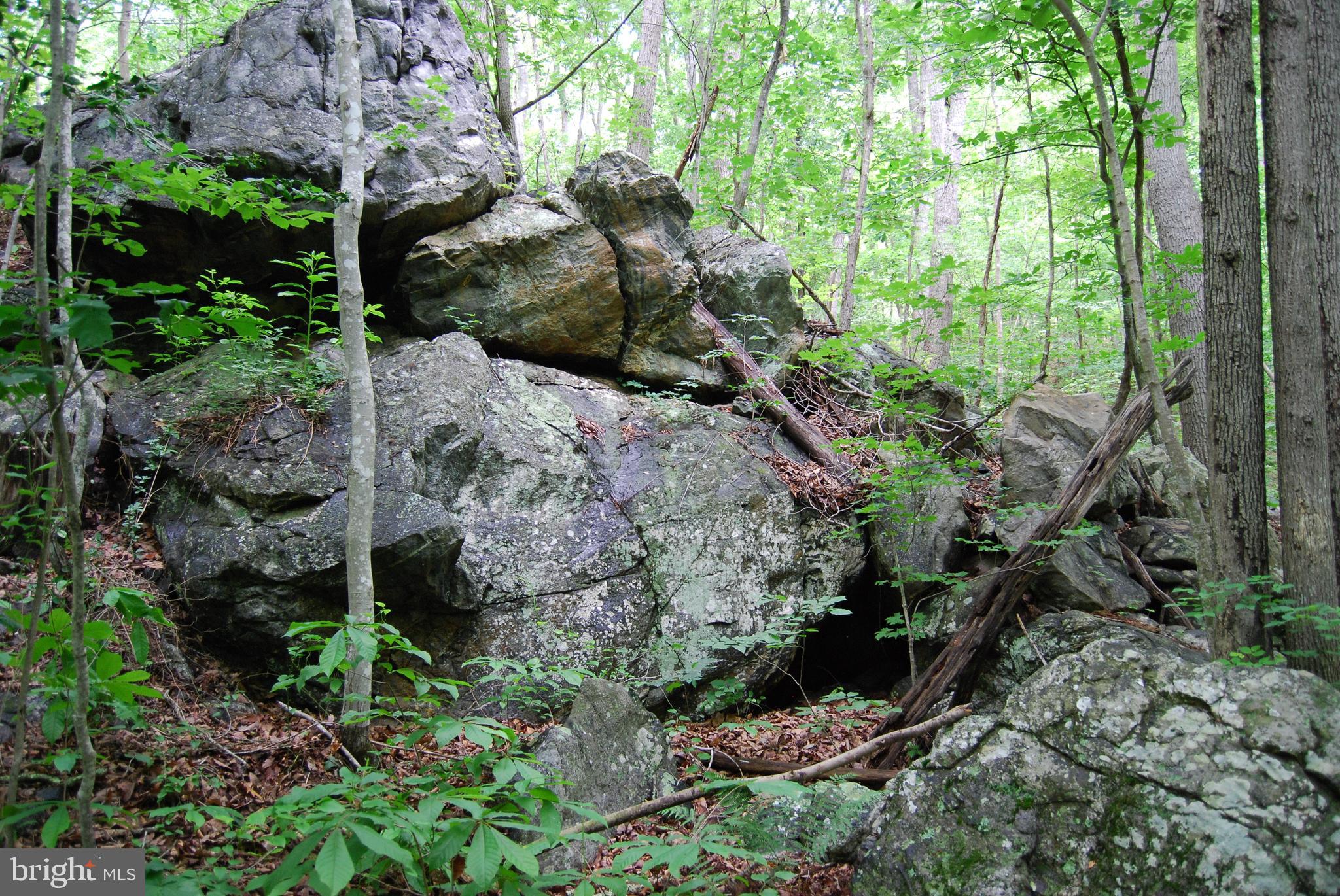 Mt Carmel Road Boyce, VA 22620 - Photo 7 of 40 a view of a garden with plants and large trees