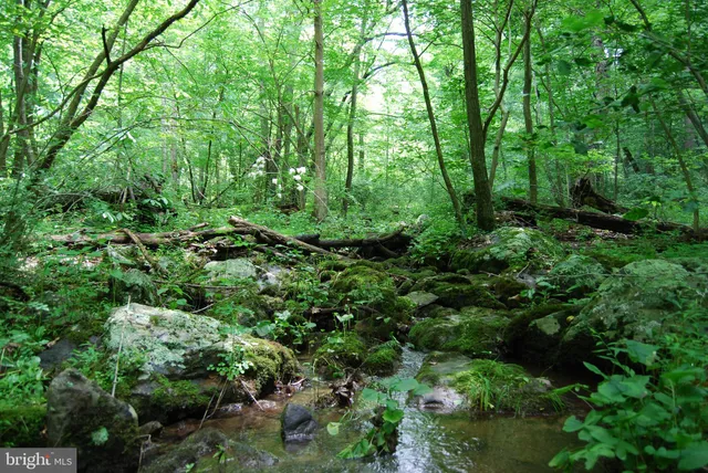a view of a lush green forest with lots of trees