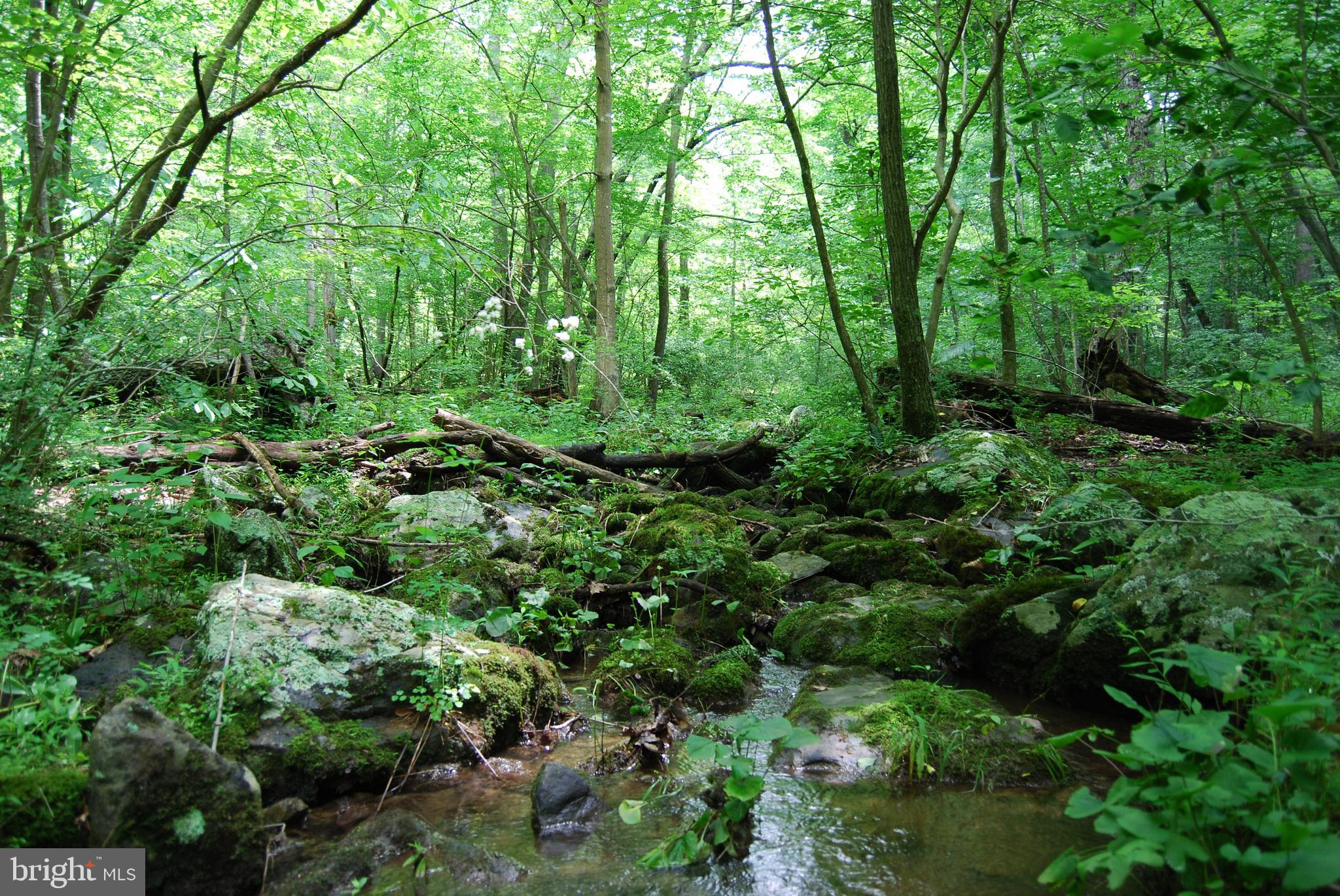 Mt Carmel Road Boyce, VA 22620 - Photo 8 of 40 a view of a lush green forest with lots of trees