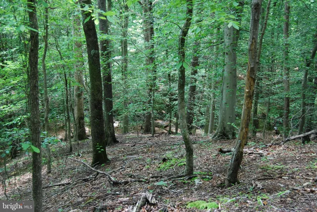 a view of a forest that has large trees