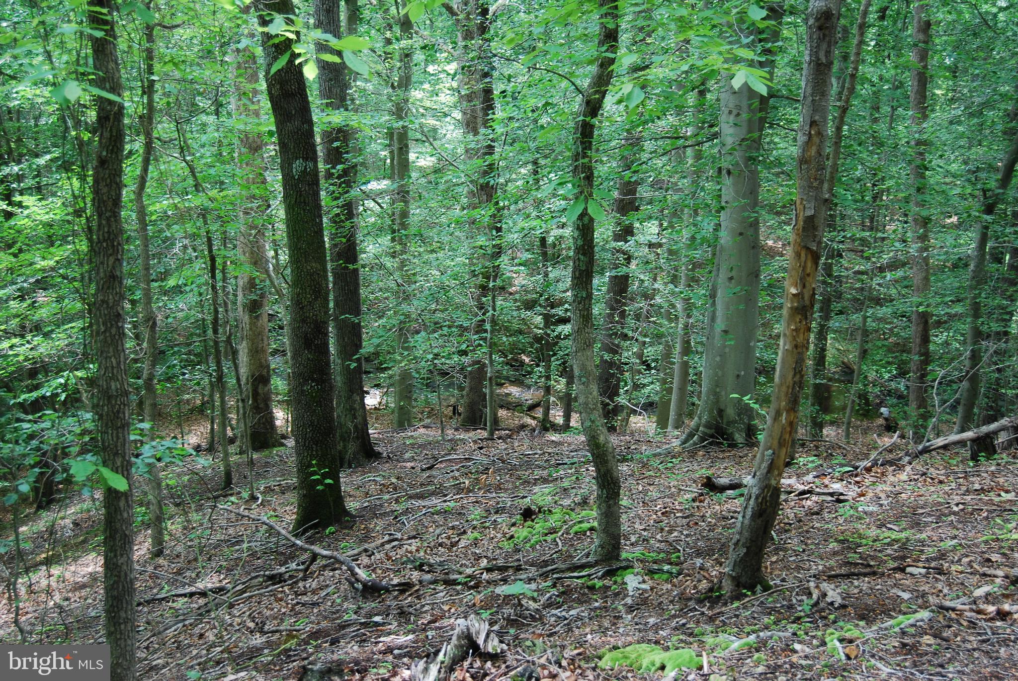 Mt Carmel Road Boyce, VA 22620 - Photo 9 of 40 a view of a forest that has large trees