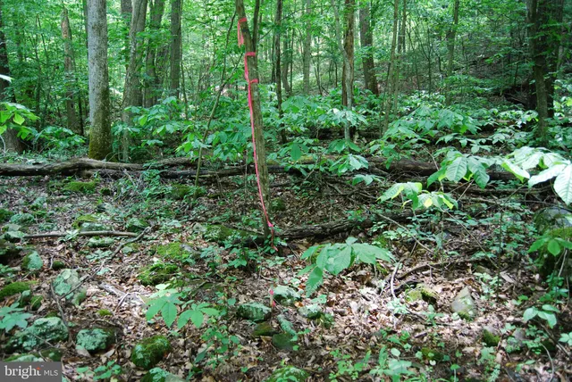 a view of a garden with plants
