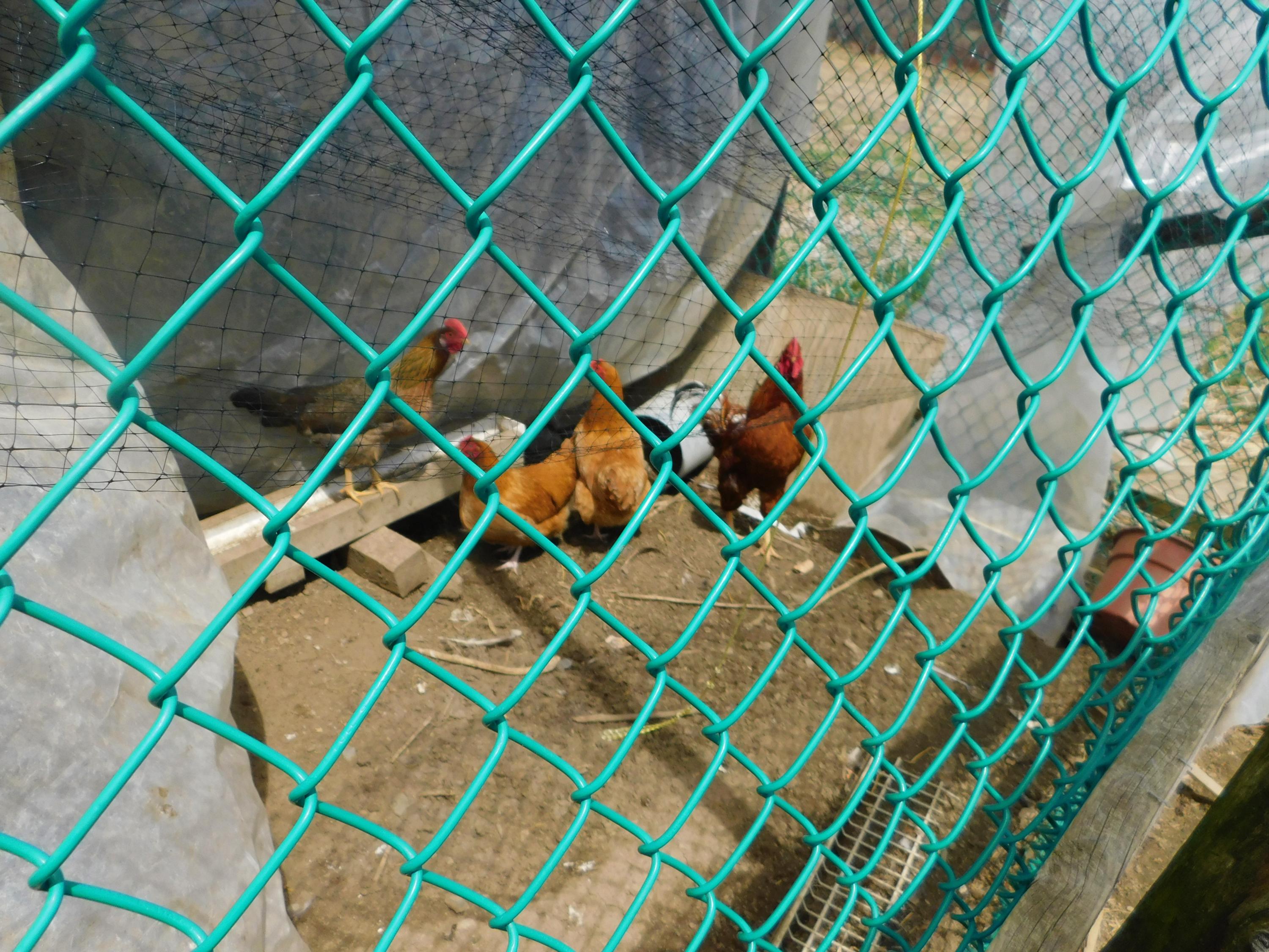 121 Line Road Dexter, ME 04930 - Photo 40 of 44 Chickens