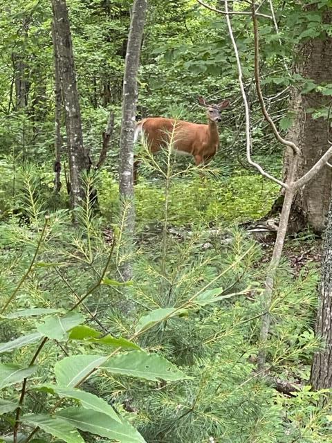 471 S Road, Unit B Chebeague Island, ME 04017 - Photo 9 of 24 Nature Abounds