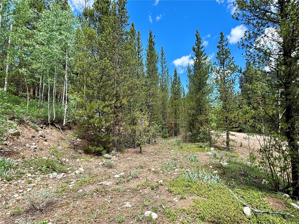 250 Skidoo Road Fairplay, CO 80440 - Photo 15 of 42 a view of a forest with trees