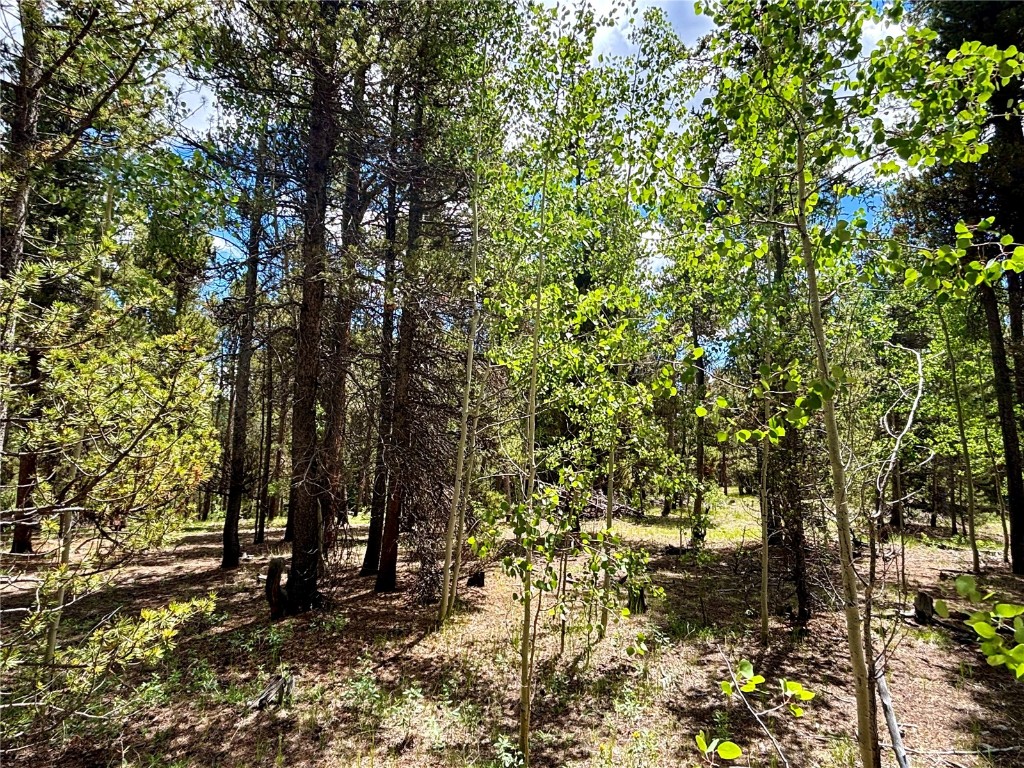 250 Skidoo Road Fairplay, CO 80440 - Photo 16 of 42 a view of a forest with trees