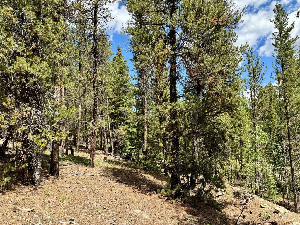 250 Skidoo Road Fairplay, CO 80440 - Photo 17 of 42 a view of a yard with plants and trees