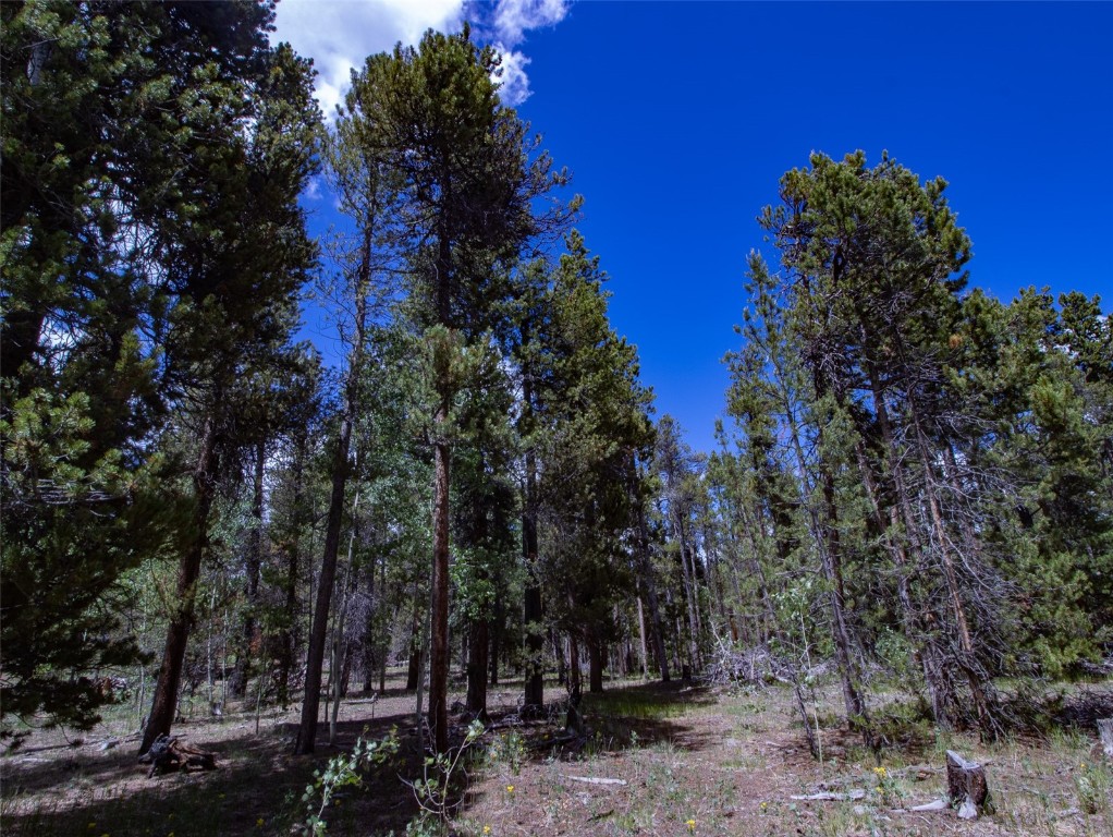 250 Skidoo Road Fairplay, CO 80440 - Photo 24 of 42 a view of a tree in a yard
