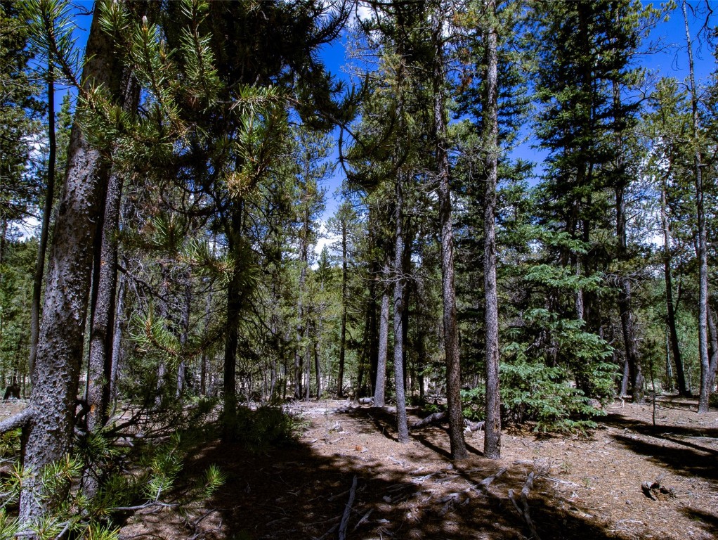 250 Skidoo Road Fairplay, CO 80440 - Photo 25 of 42 a view of a street with lots of trees