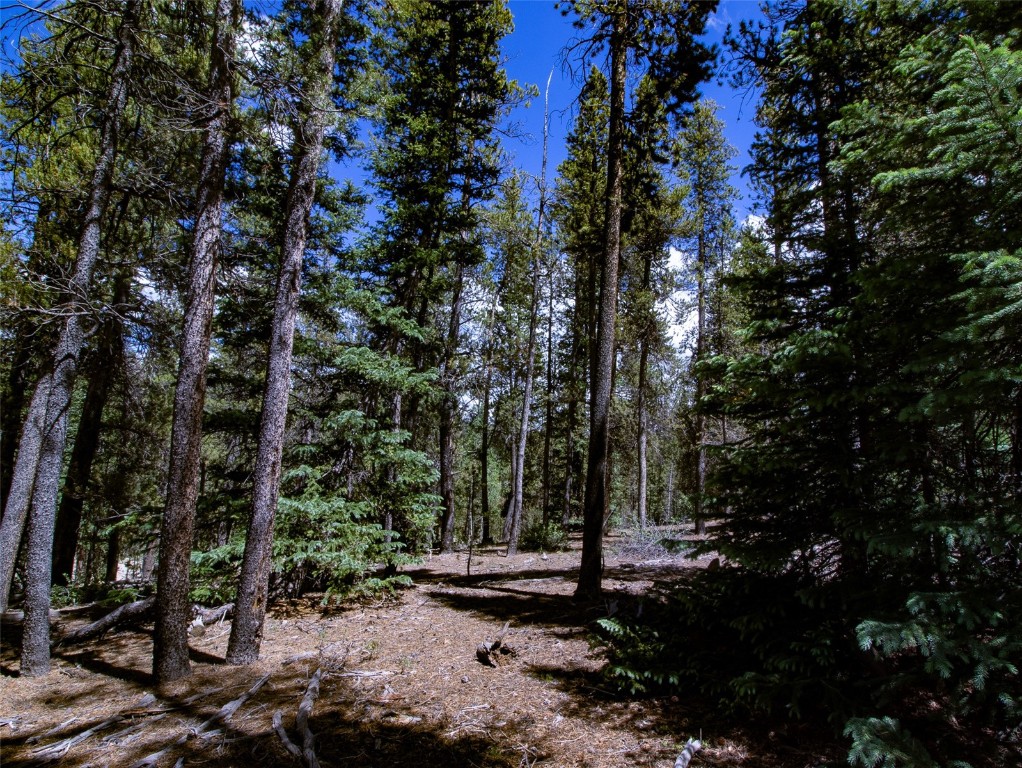 250 Skidoo Road Fairplay, CO 80440 - Photo 26 of 42 a view of a forest with trees