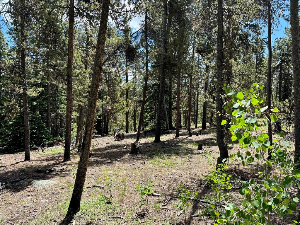 250 Skidoo Road Fairplay, CO 80440 - Photo 29 of 42 a view of a park with large trees