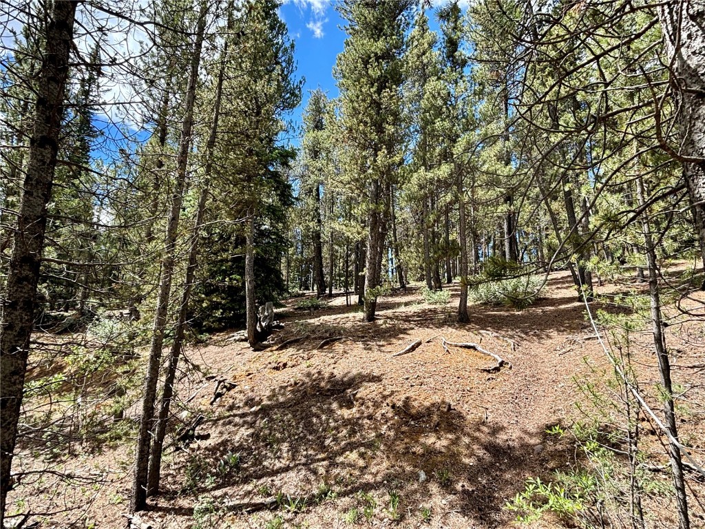 250 Skidoo Road Fairplay, CO 80440 - Photo 30 of 42 a view of a forest with trees