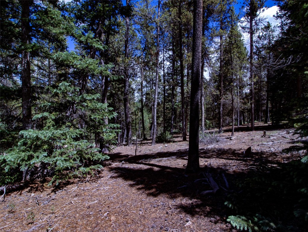 250 Skidoo Road Fairplay, CO 80440 - Photo 31 of 42 a view of a park that has large trees