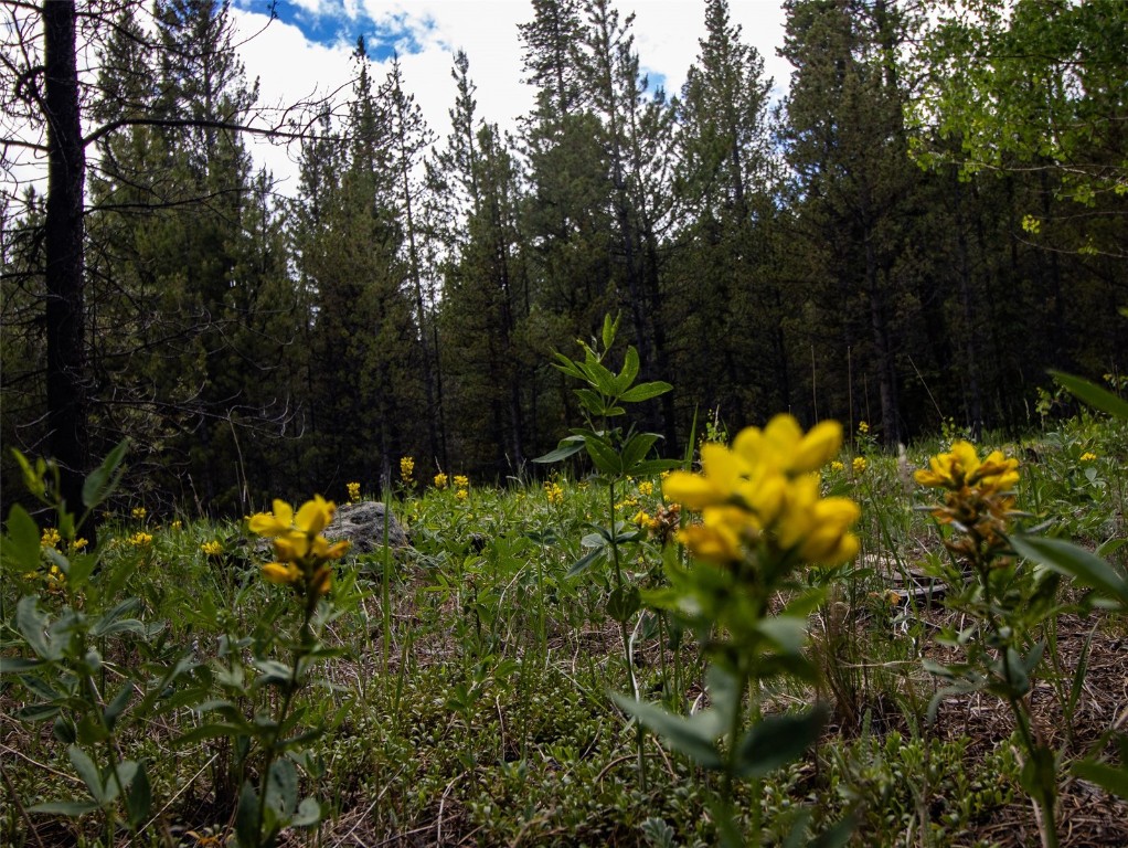 250 Skidoo Road Fairplay, CO 80440 - Photo 32 of 42 a view of a bunch of flowers