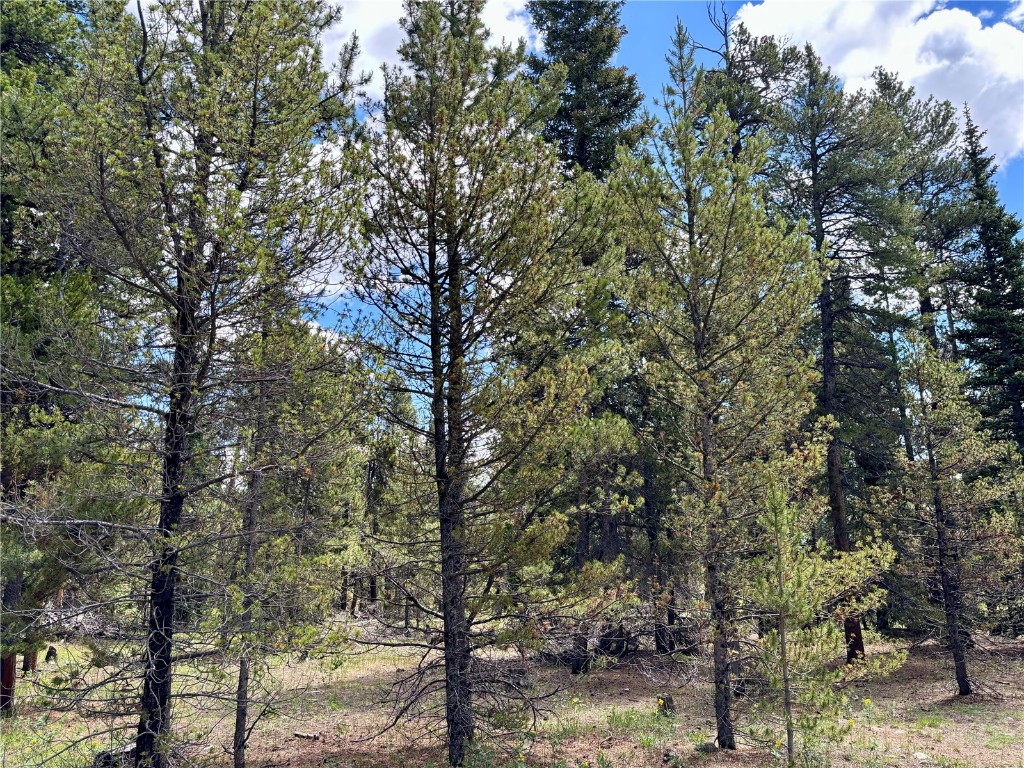 250 Skidoo Road Fairplay, CO 80440 - Photo 37 of 42 a view of a forest filled with trees