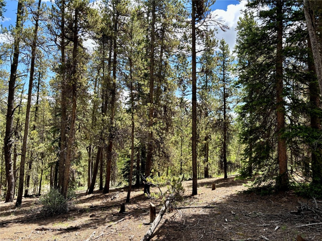 250 Skidoo Road Fairplay, CO 80440 - Photo 38 of 42 a view of a forest with trees
