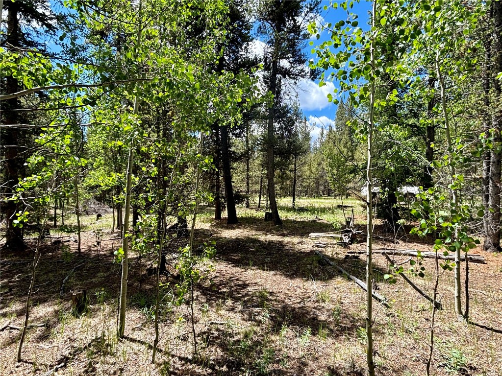 250 Skidoo Road Fairplay, CO 80440 - Photo 39 of 42 a view of a yard with plants and trees