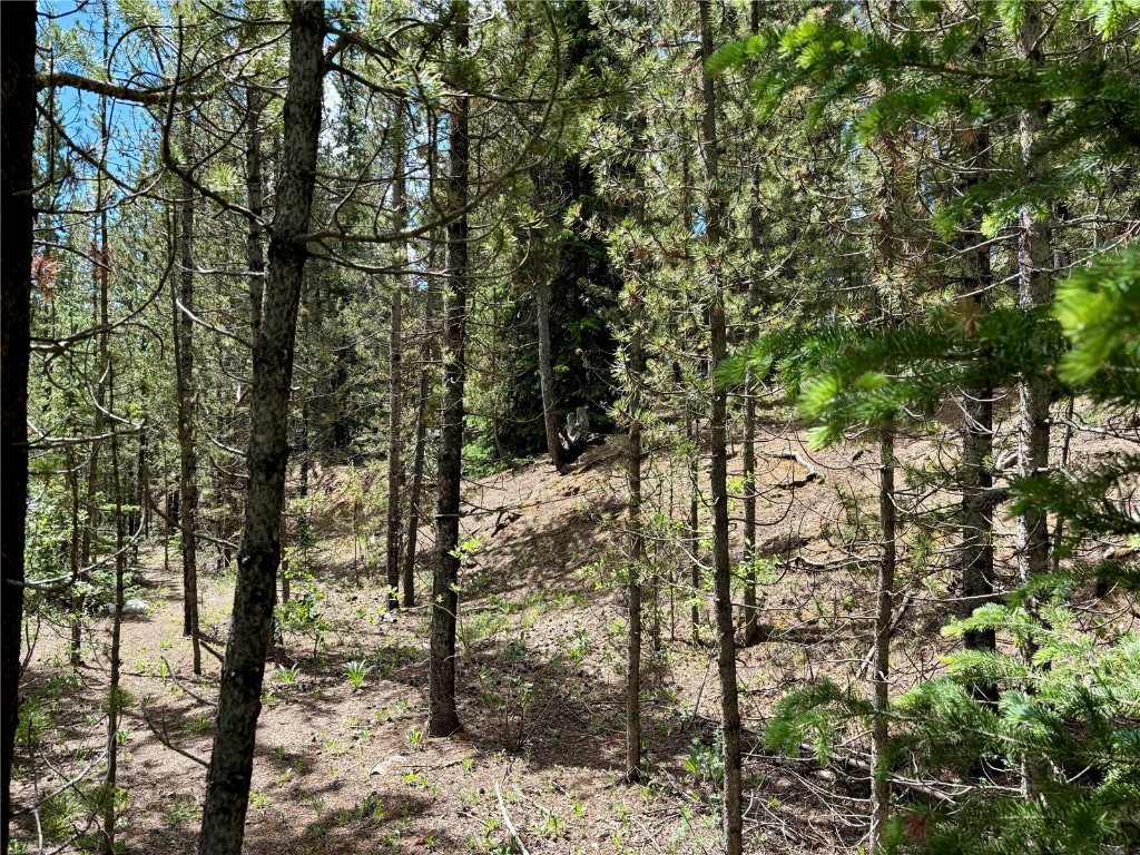 250 Skidoo Road Fairplay, CO 80440 - Photo 40 of 42 a view of a forest that has large trees