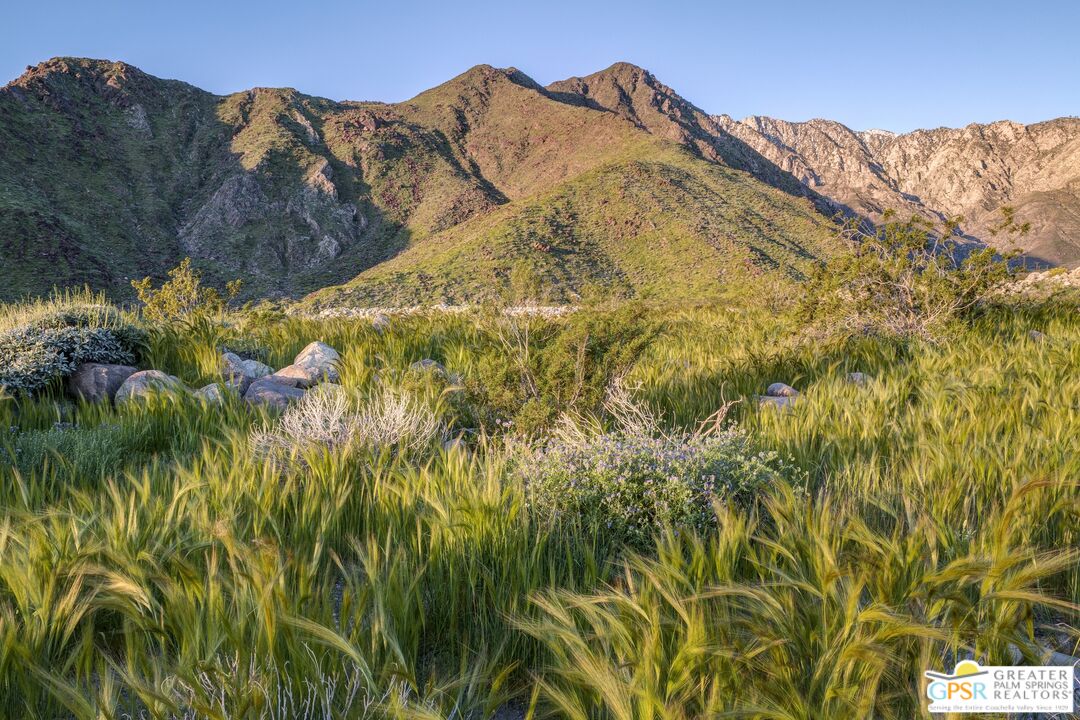 2127 Morning Vista Drive Palm Springs, CA 92262 - Photo 13 of 13 a view of a large tree with plants in front of it