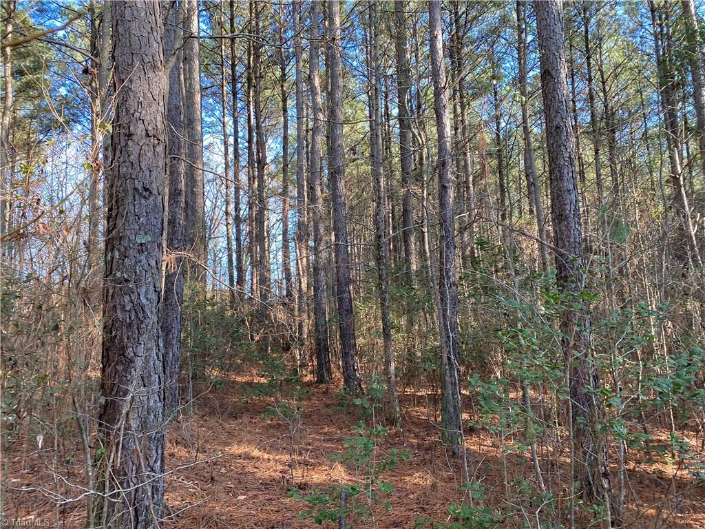 0 Tarry Church Road Star, NC 27356 - Photo 3 of 24