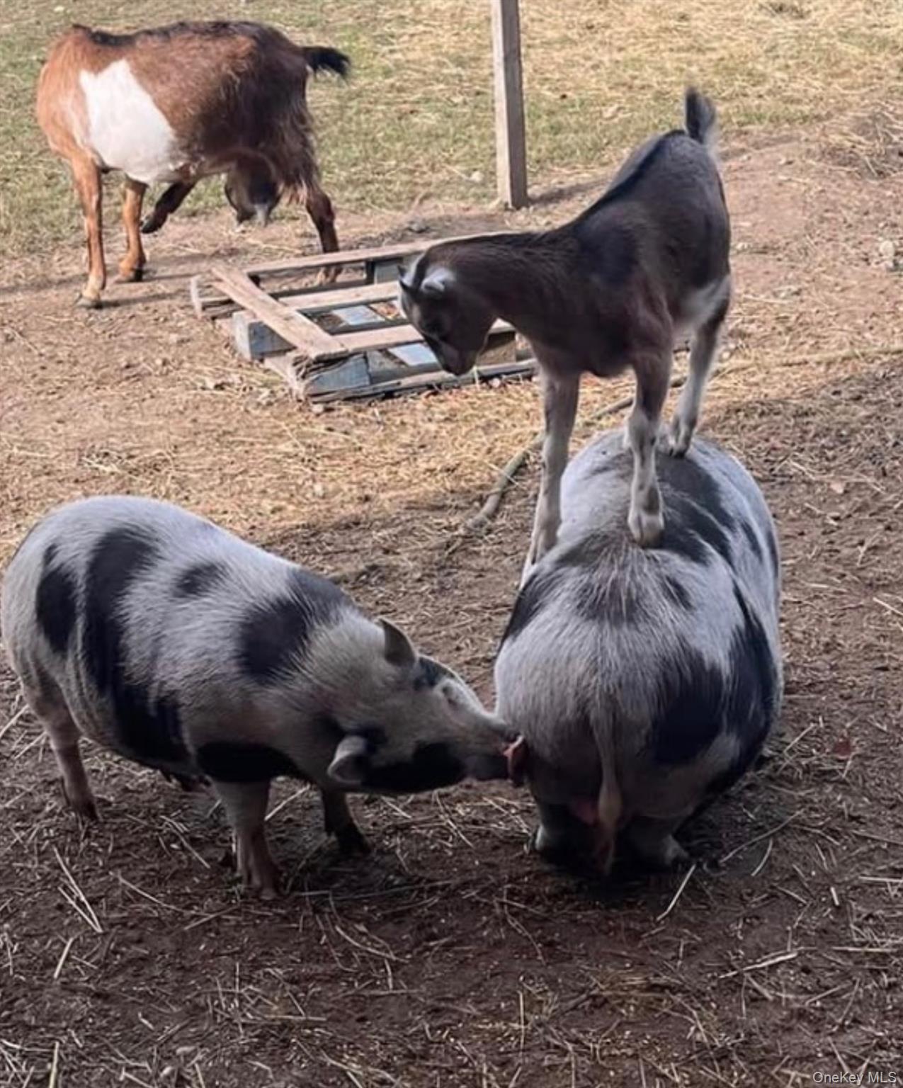 315 Bellvale Lakes Road Warwick, NY 10990 - Photo 44 of 50