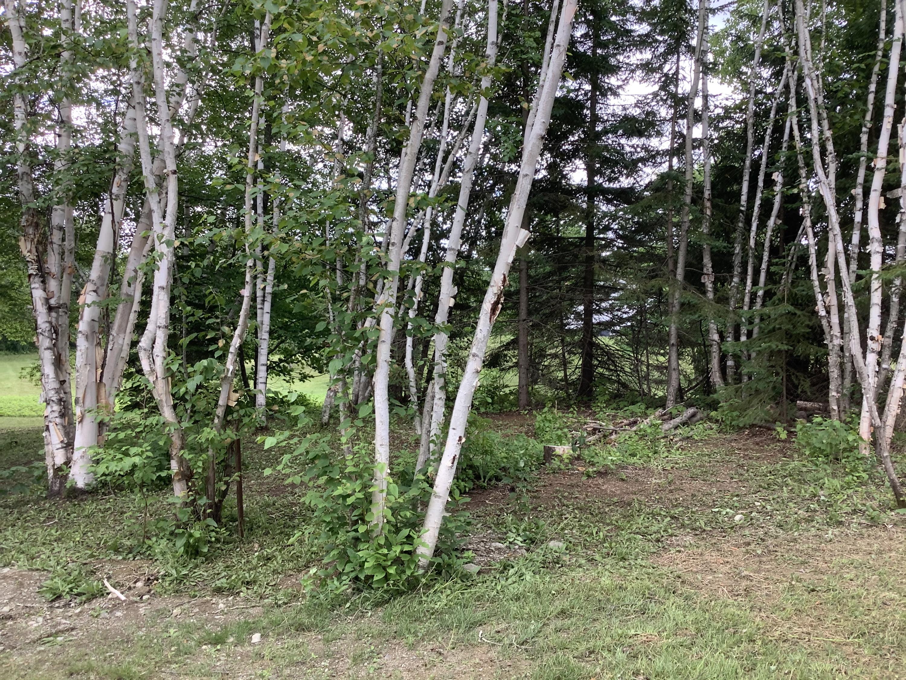 1780 Hamlin Road Van Buren, ME 04785 - Photo 13 of 61 3547D61A-13DA-429E-BCC4-6EBAA3DA0AEB
