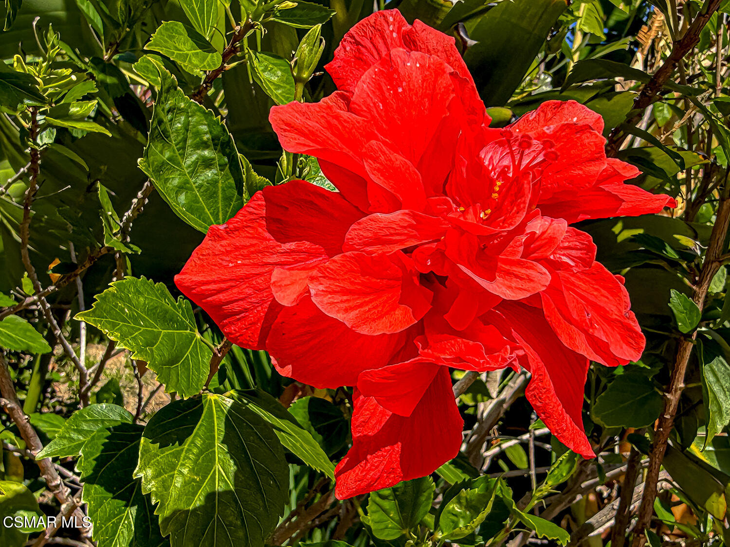 2189 Latham Street Simi Valley, CA 93065 - Photo 42 of 42 a yard with plant in front of it