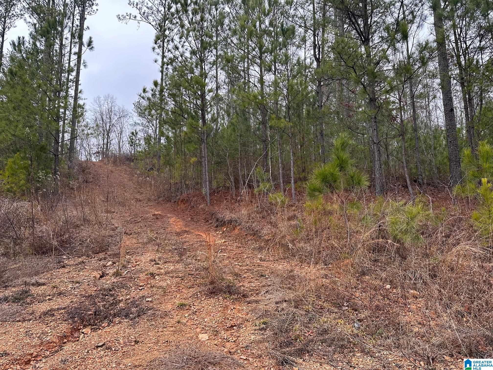 Lake Road, Unit TRACT 12 Odenville, AL 35120 - Photo 3 of 3