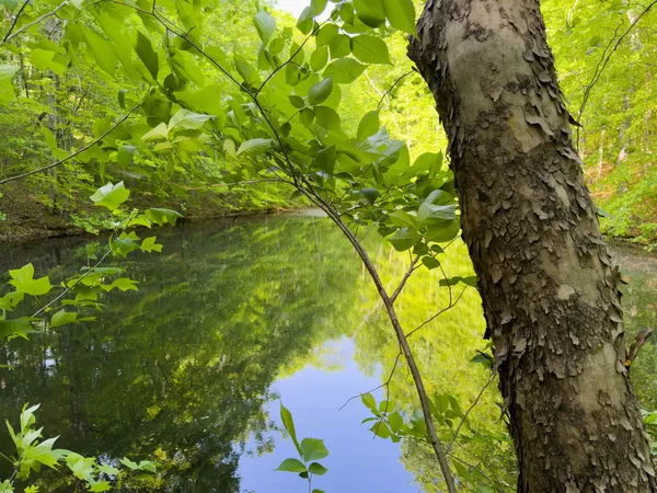 a view of a tree
