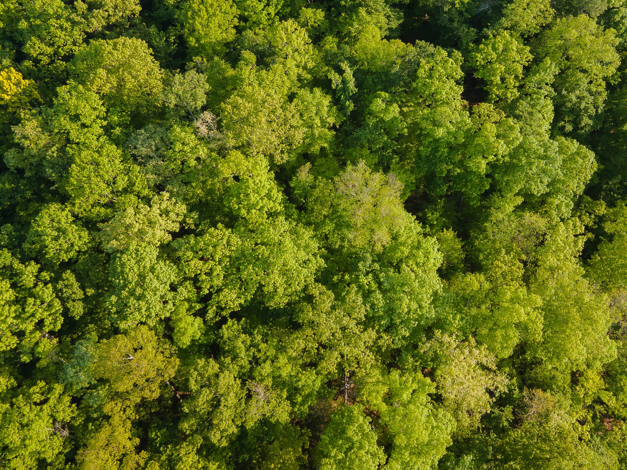 1070 Leatherwood Road White Bluff, TN 37187 - Photo 19 of 22 a view of a lush green forest