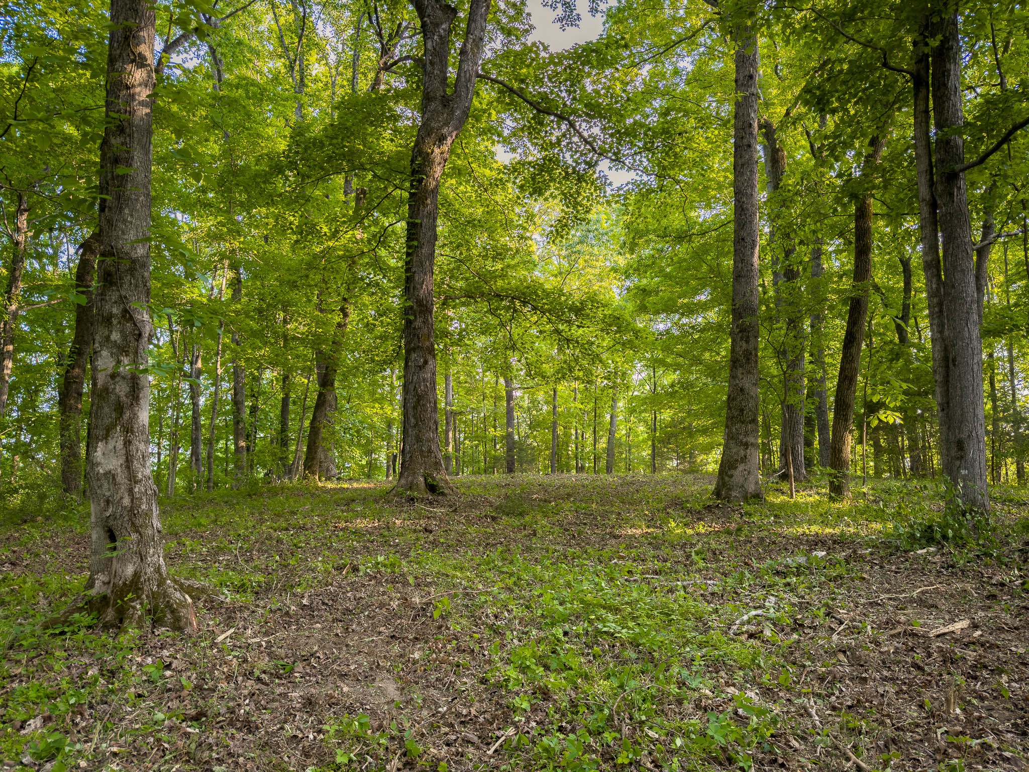 1070 Leatherwood Road White Bluff, TN 37187 - Photo 20 of 22 a backyard of a house with lots of green space