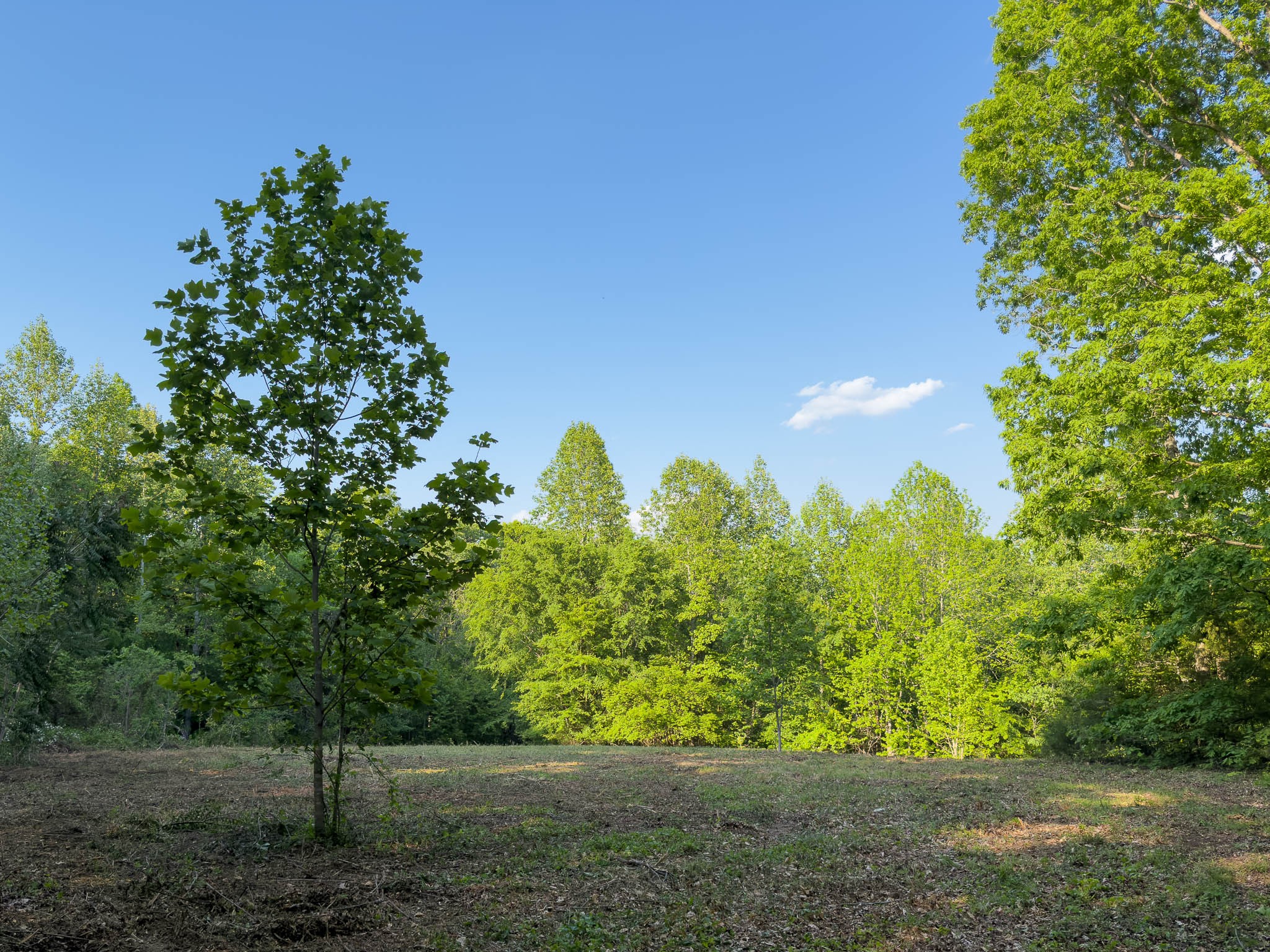 1070 Leatherwood Road White Bluff, TN 37187 - Photo 7 of 22 a backyard of a house with lots of green space