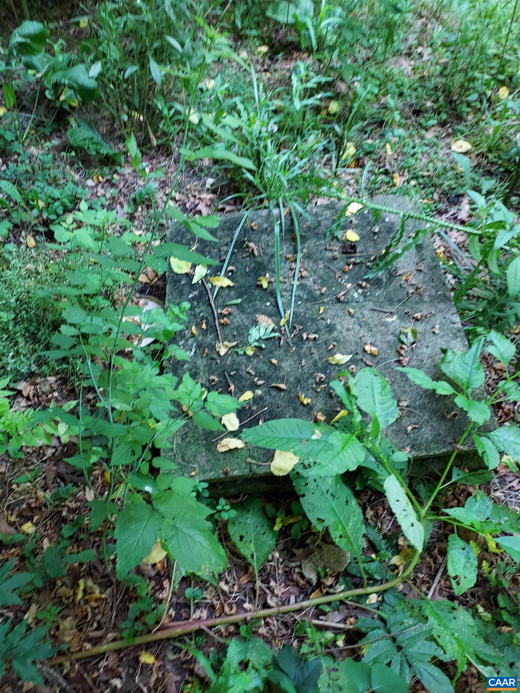 2744 Mansfield Road Louisa, VA 23093 - Photo 12 of 23 a backyard of a house with lots of plants