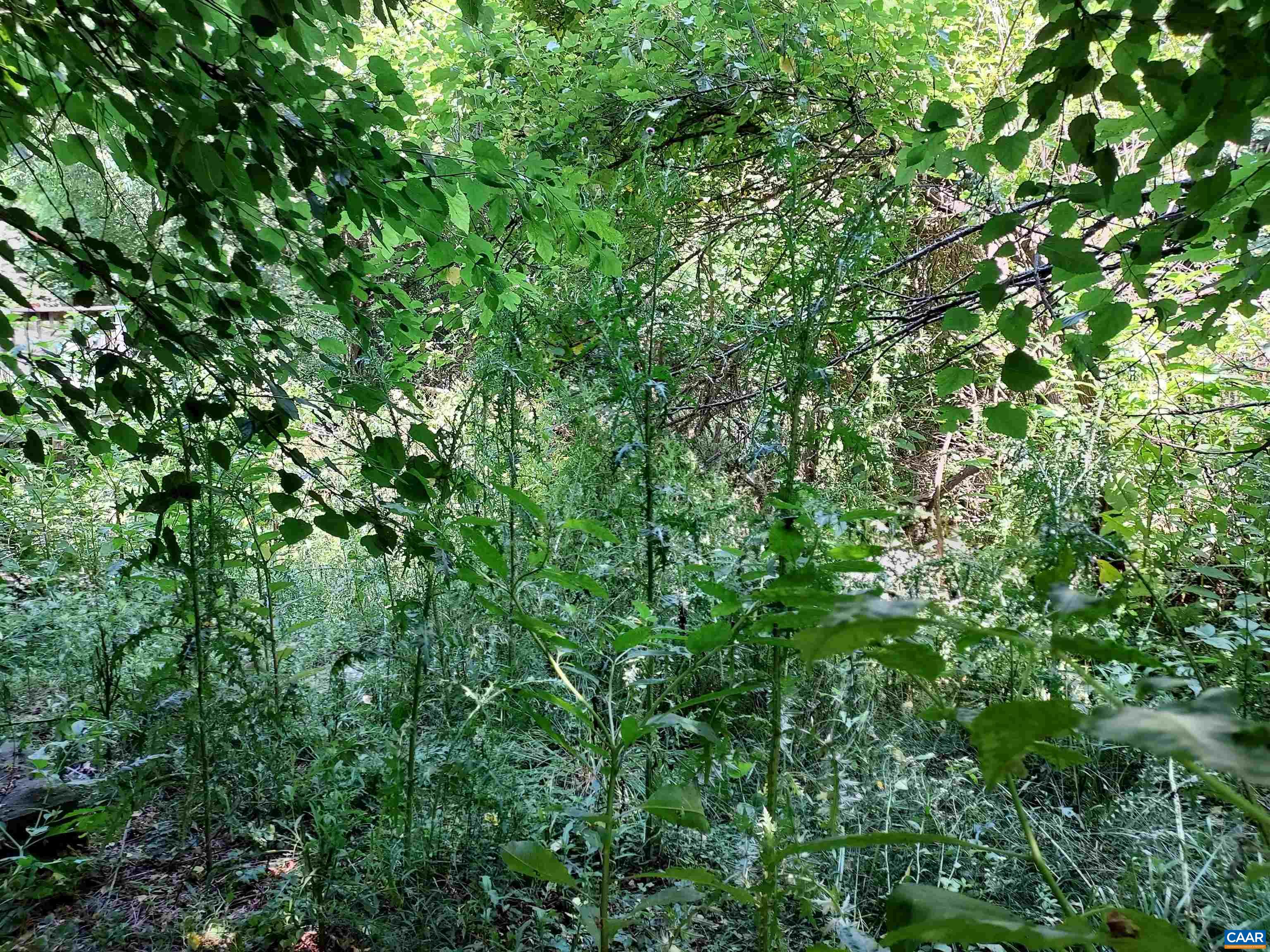 2744 Mansfield Road Louisa, VA 23093 - Photo 9 of 23 a view of a lush green forest