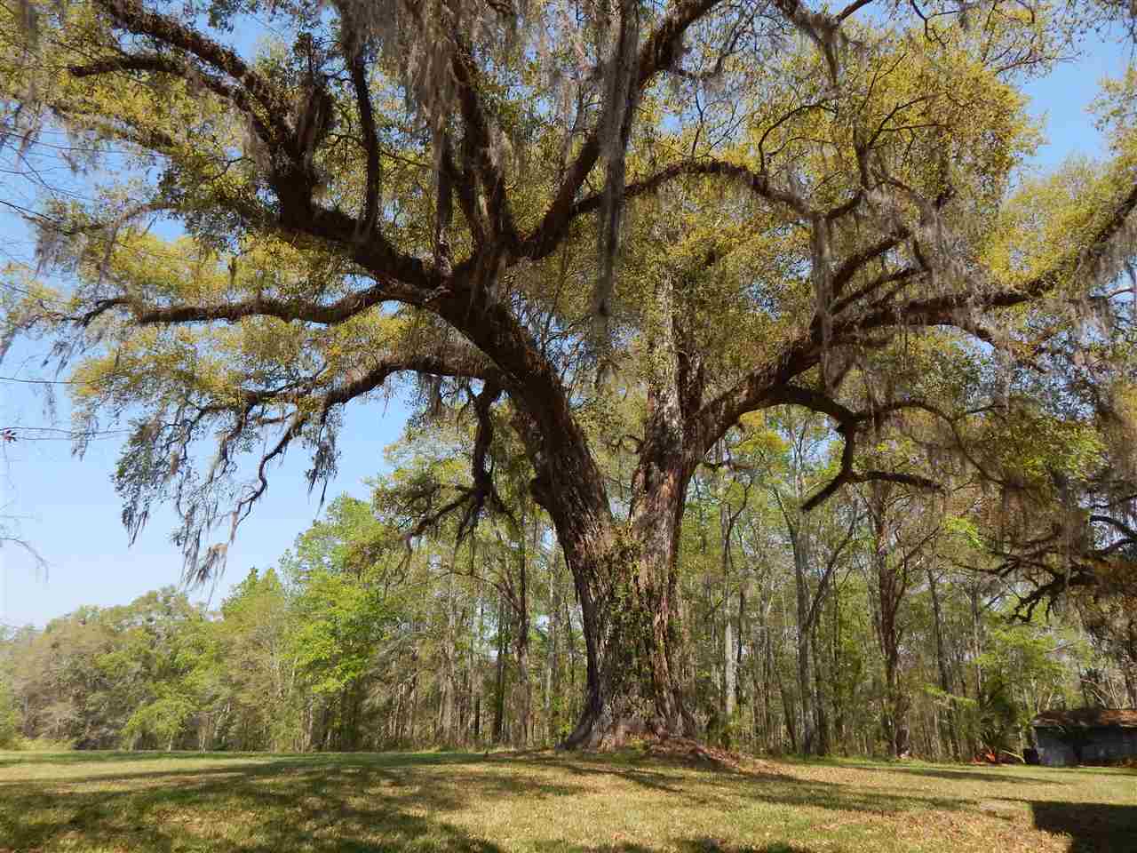 Xxx Sherman Road Whigham, GA 39897 - Photo 6 of 8 Gallery Image 6