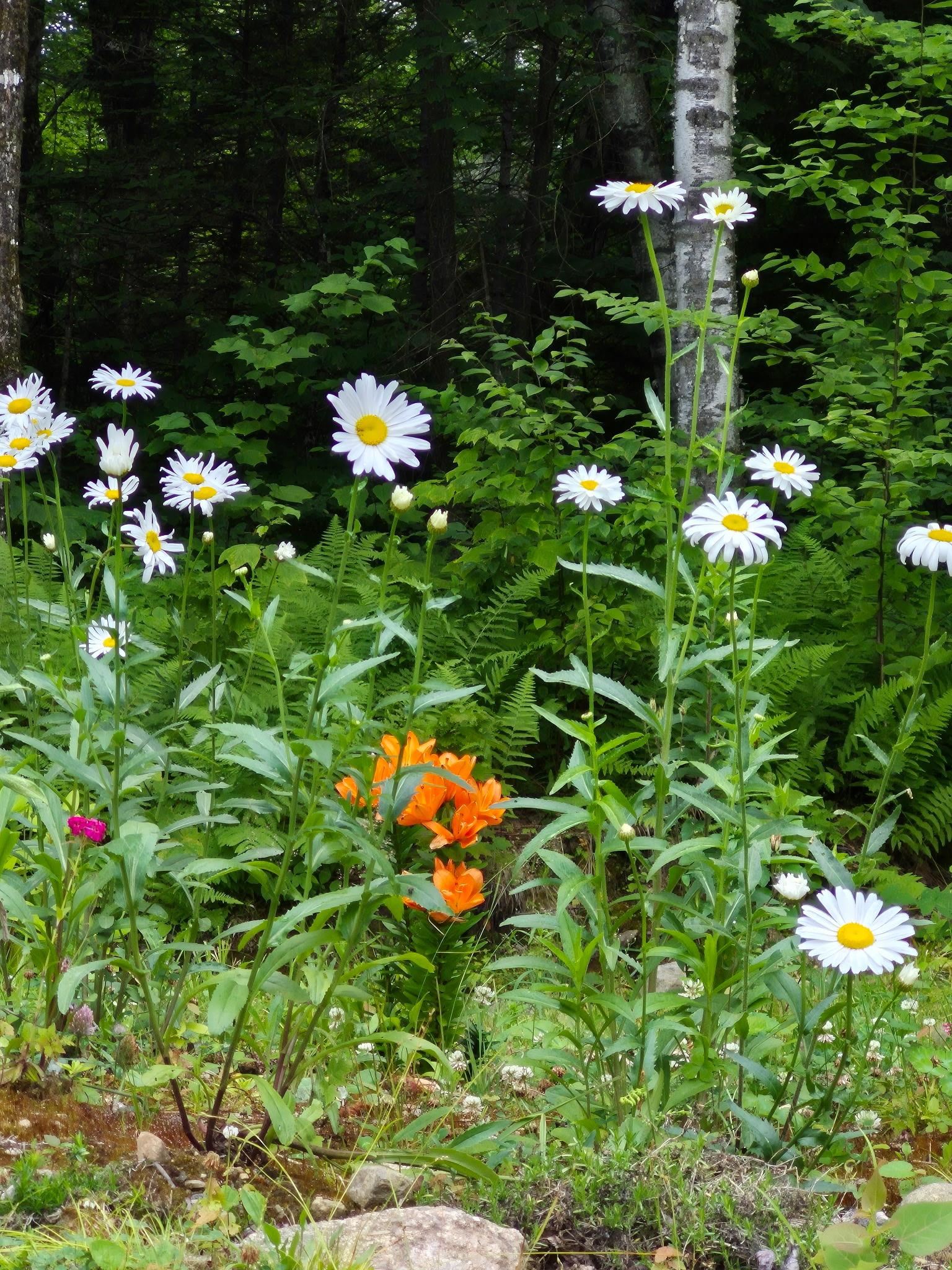 71 Ellsworth Pond Road Ellsworth, NH 03223 - Photo 41 of 60 Gallery Image 41