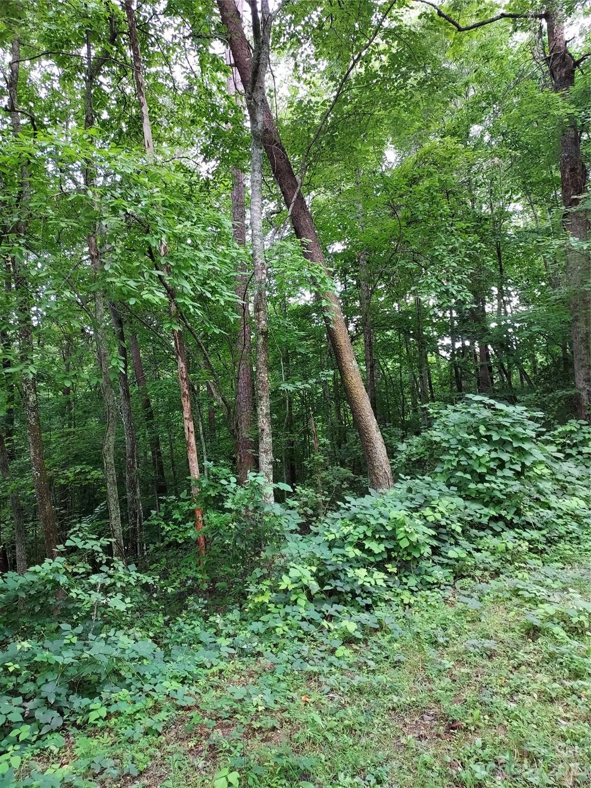 1534 State Road, Unit 67 Columbus, NC 28722 - Photo 6 of 8 a view of a lush green forest
