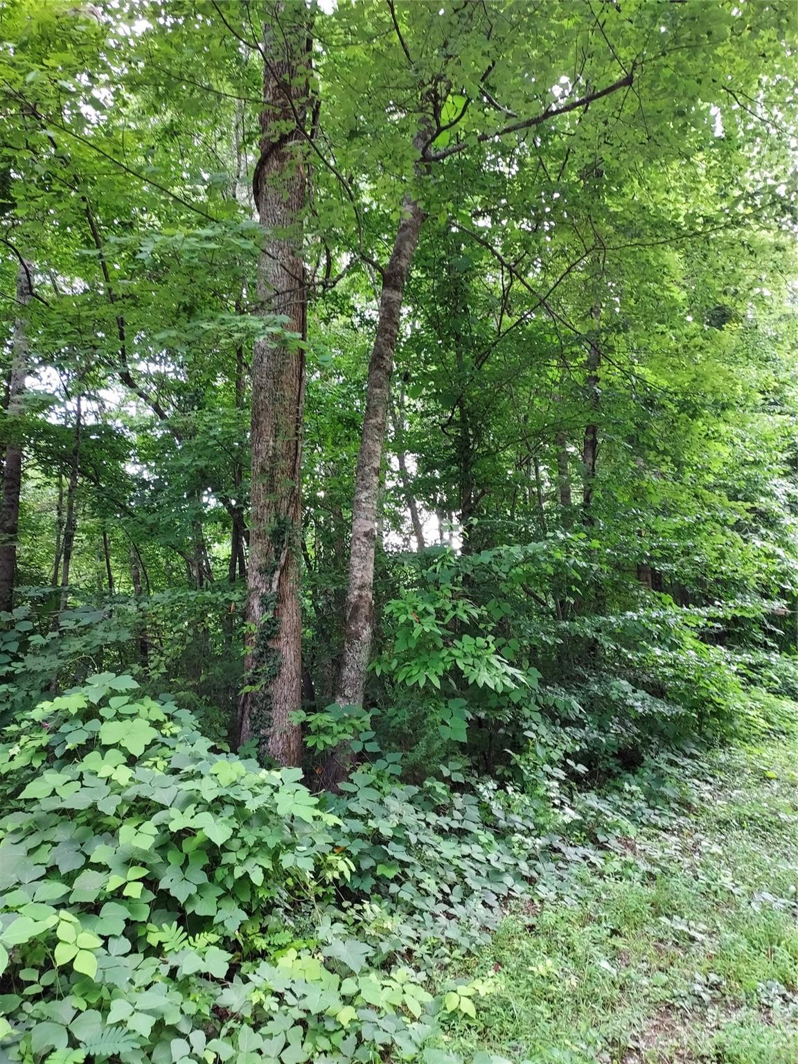 1534 State Road, Unit 67 Columbus, NC 28722 - Photo 8 of 8 a backyard of a house with lots of green space