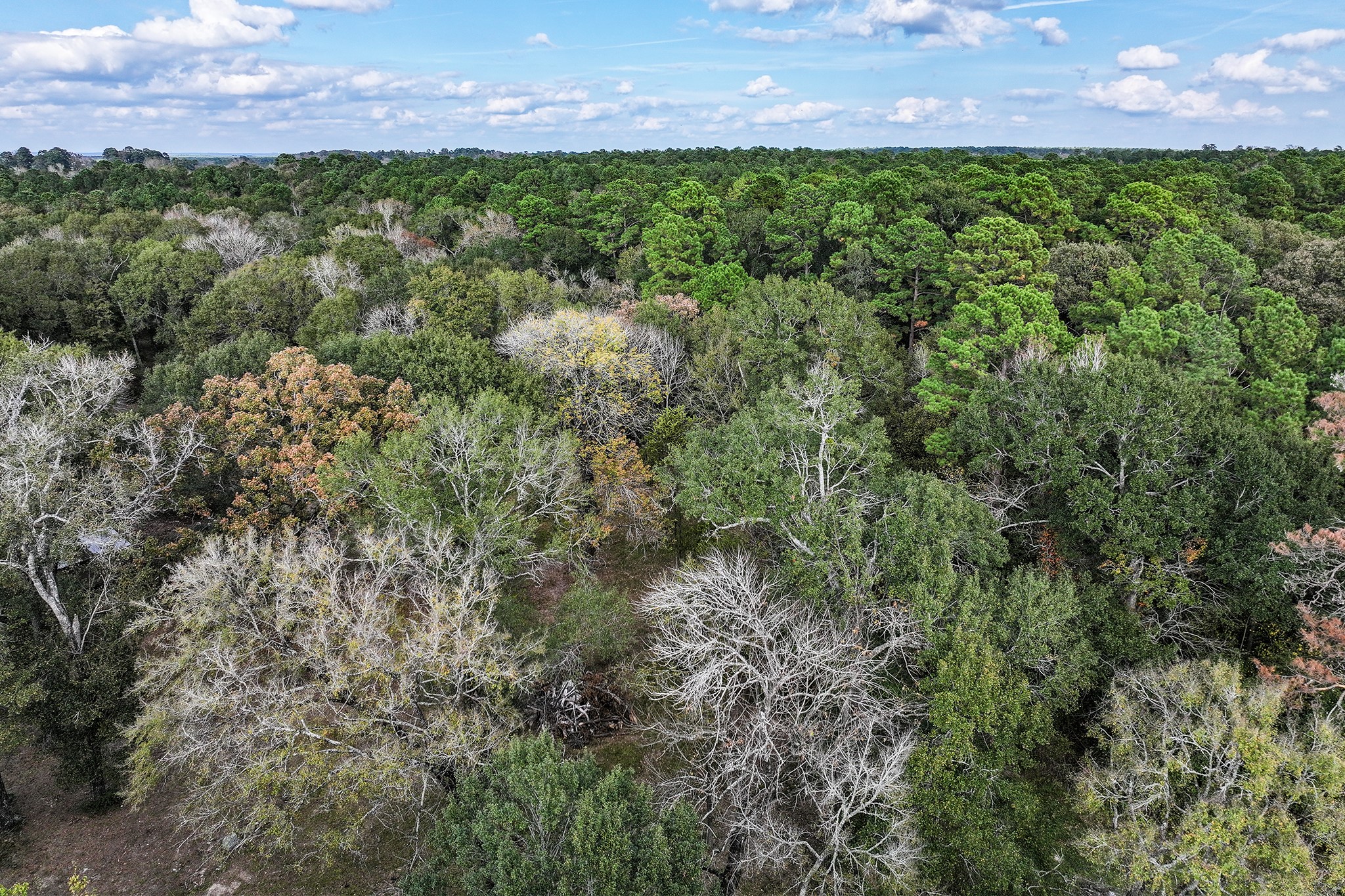 106 Roy Webb Road Huntsville, TX 77320 - Photo 15 of 23 a view of a yard