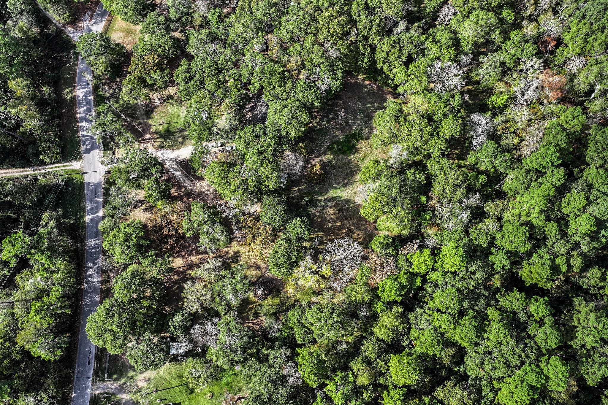 106 Roy Webb Road Huntsville, TX 77320 - Photo 18 of 23 a view of a forest with a tree