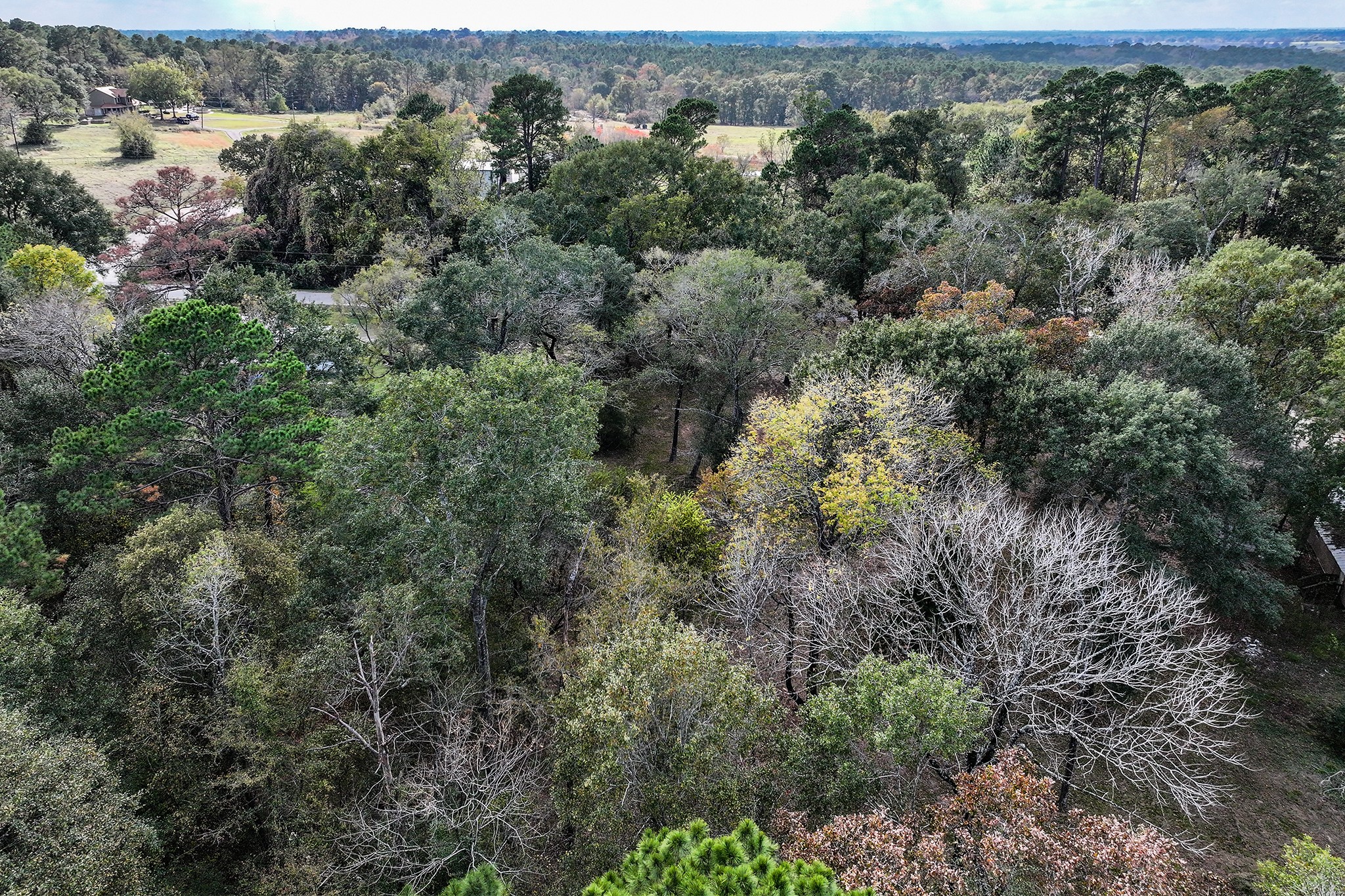 106 Roy Webb Road Huntsville, TX 77320 - Photo 10 of 23 an aerial view of forest