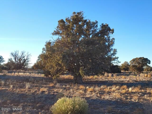 Lot 30 River Meadows Ranch Avenue, Unit 1 Eagar, AZ 85925 - Photo 15 of 24