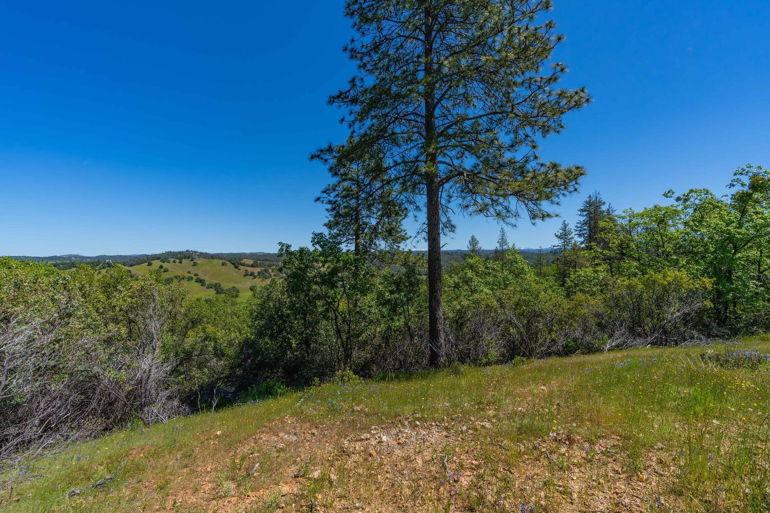 12377 Twin Pines Road Sutter Creek, CA 95685 - Photo 9 of 57 Gallery Image 9