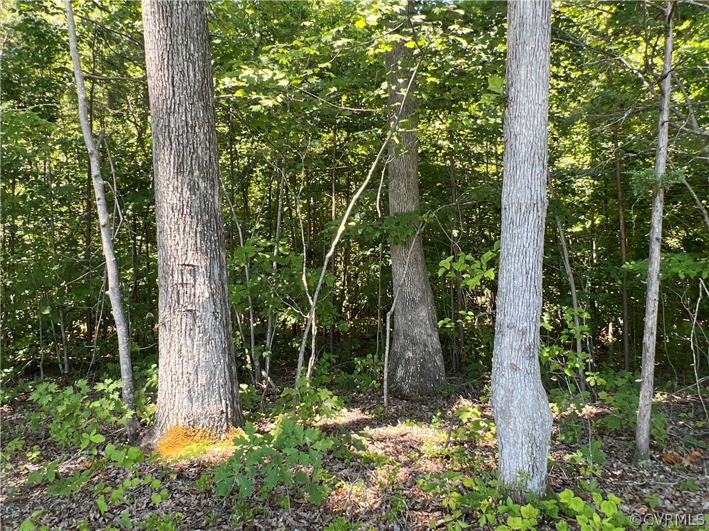 Tbd Twin Creek Road Buckingham, VA 23921 - Photo 33 of 50 a view of forest