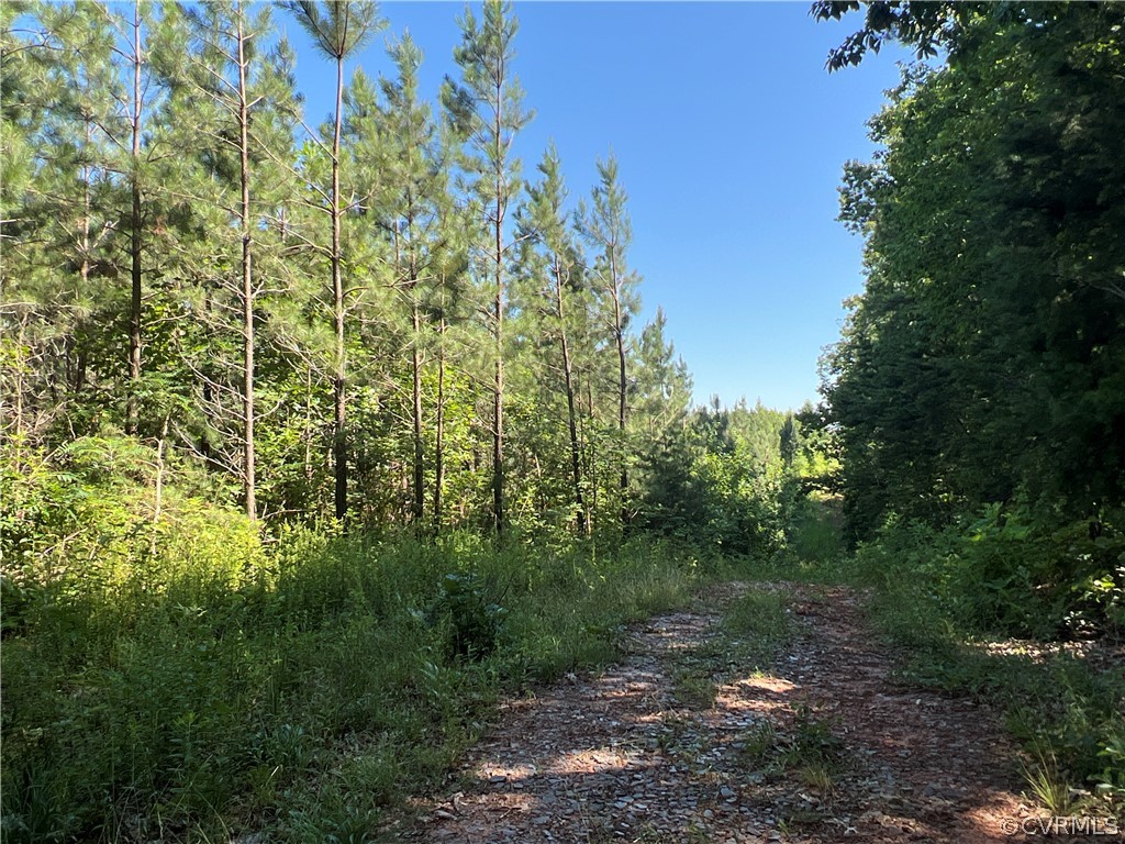 Tbd Twin Creek Road Buckingham, VA 23921 - Photo 39 of 50 a view of a forest with a tree