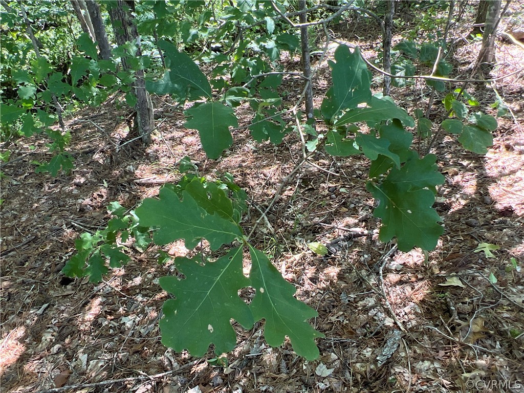 Tbd Twin Creek Road Buckingham, VA 23921 - Photo 45 of 50