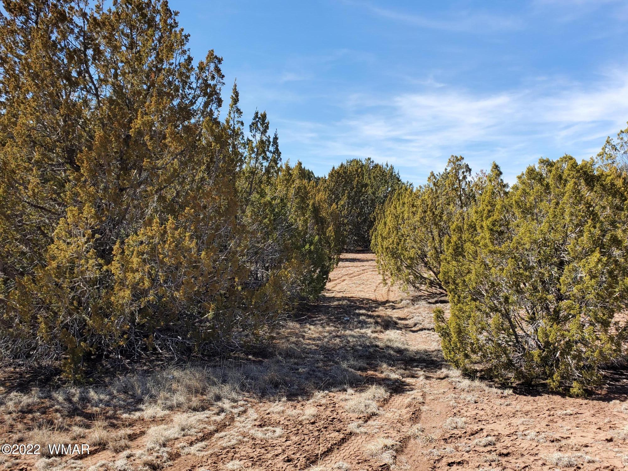 70 County Road Concho, AZ 85924 - Photo 3 of 20