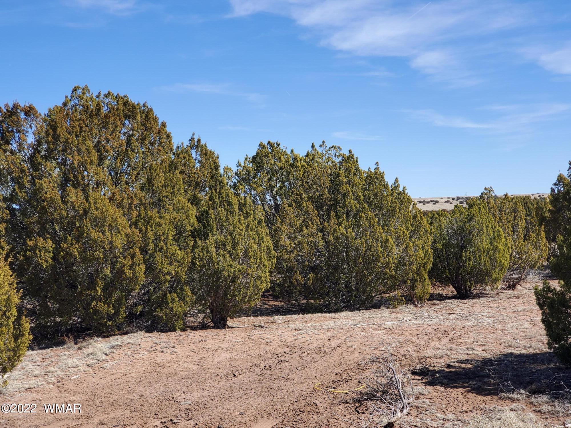 70 County Road Concho, AZ 85924 - Photo 5 of 20