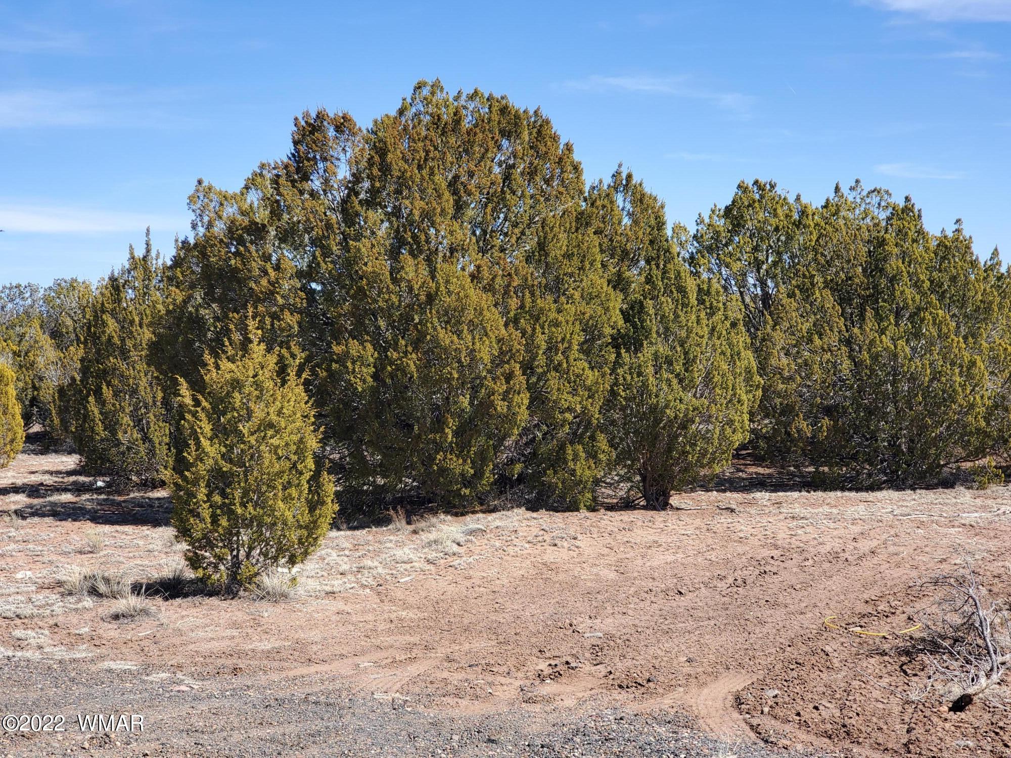 70 County Road Concho, AZ 85924 - Photo 6 of 20