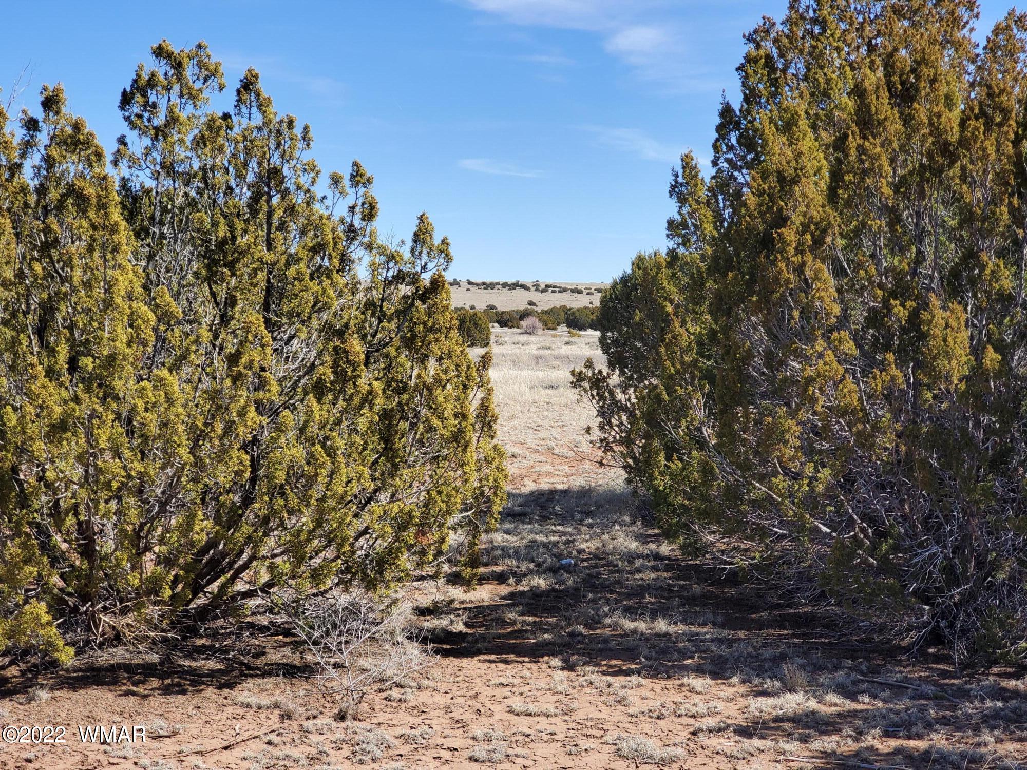 70 County Road Concho, AZ 85924 - Photo 7 of 20